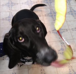 black basset hound eating apple peel