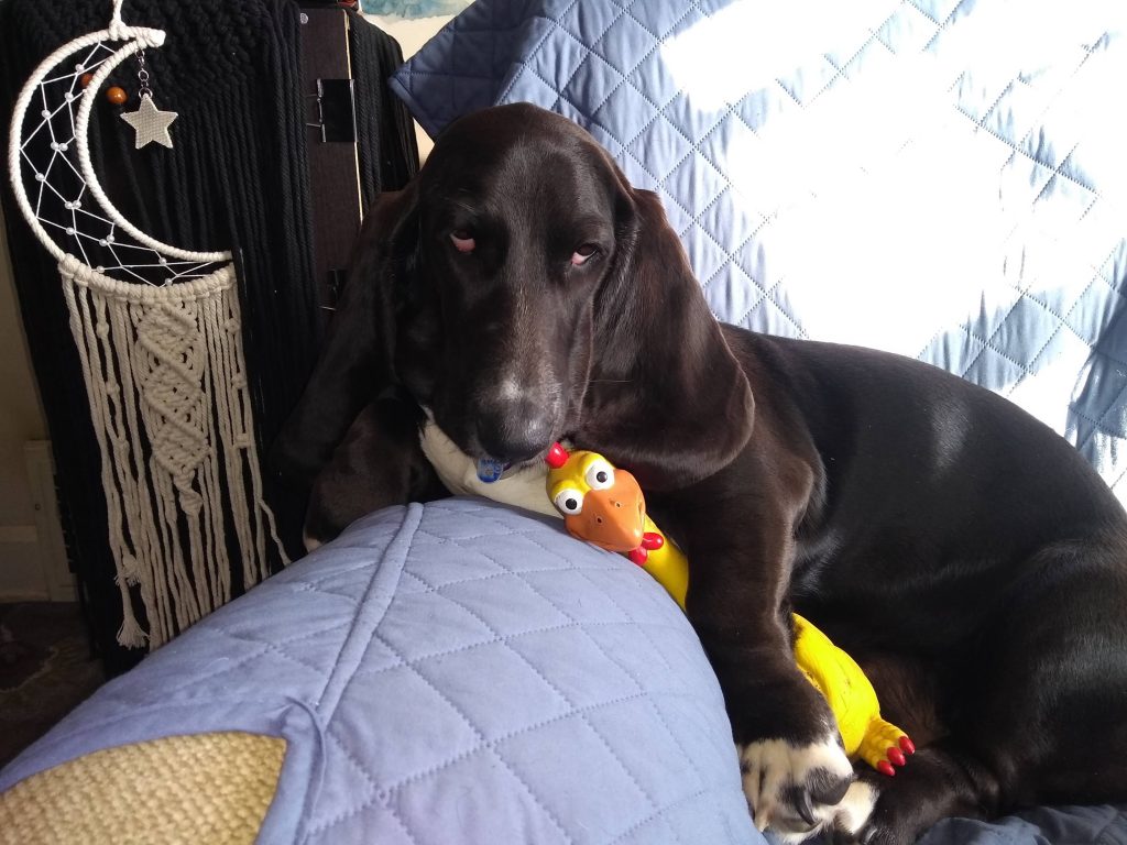 black basset hound with rubber chicken under her arm, on a blue chair, glaring at the camera
