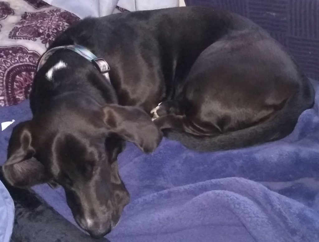black basset hound curled up on a blue window seat, asleep