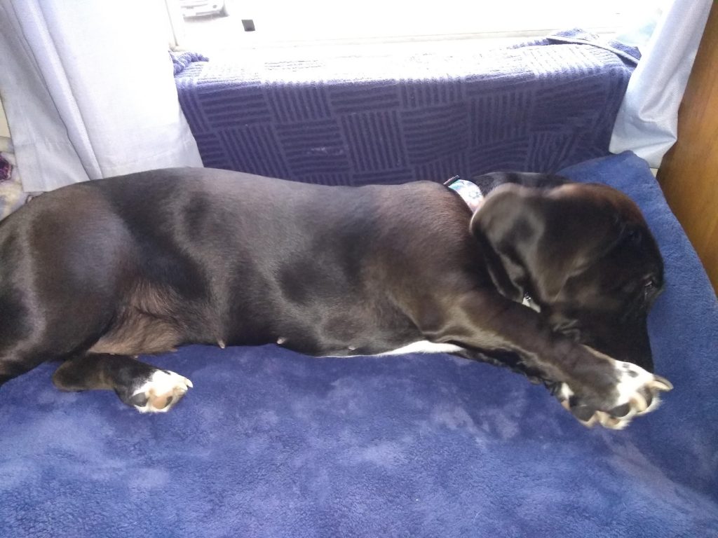 black basset hound stretched out on a blue window seat, asleep