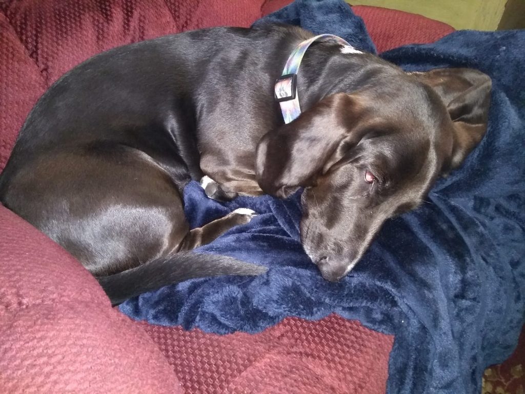 black basset hound curled up on top of blue blanket on maroon recliner, asleep