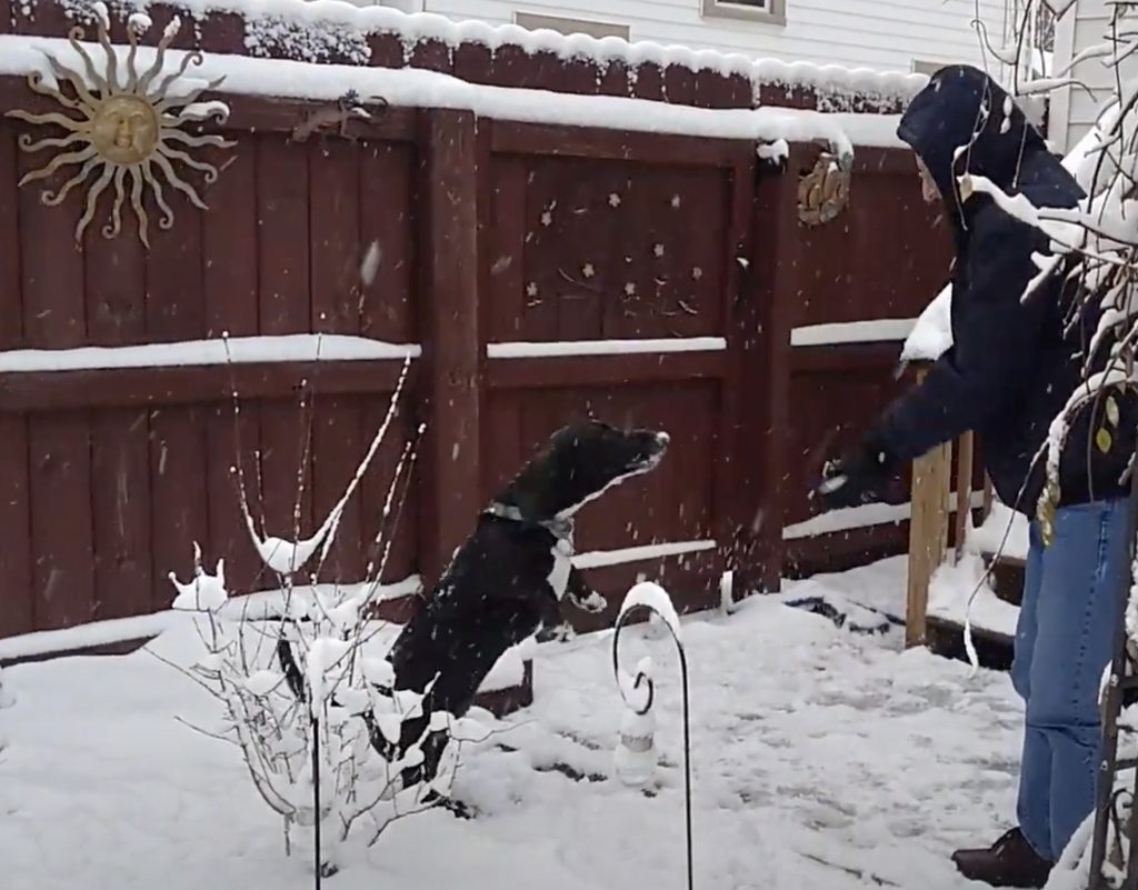 black basset hound standing on hind legs waiting for man to throw snow in the air