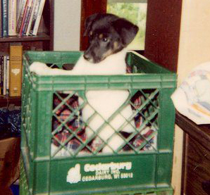 puppy with black head and white body, standing on back legs in a milk crate