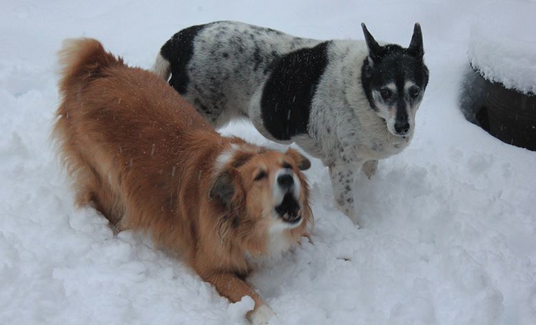 two dogs, one brown and the other black and white, in the snow, and the brown dog is barking