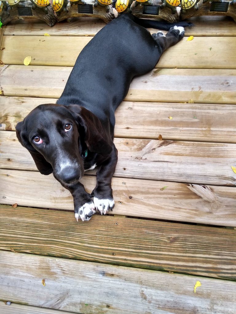 a black basset, ears flat against head, laying down on wood deck, looking up at camera