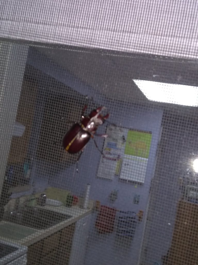 a brown beetle on screen door, night