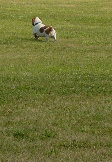brown and white basset hound running off into the distance