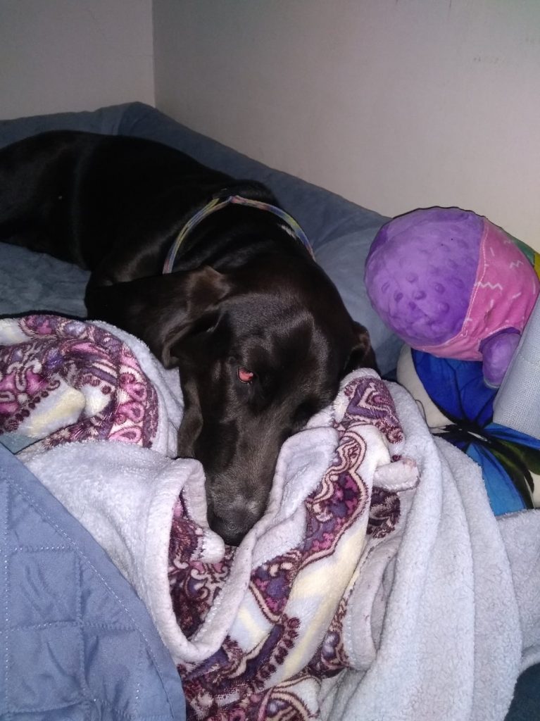 black basset hound looking miserable on blue bed with gray and maroon paisley blanket and purple and pink pillow/toy 