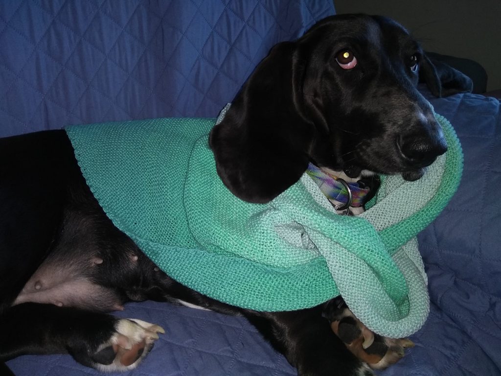 black basset hound in knitted babooshka, of various shades of light green; it is around her neck and she is looking slightly off to the side