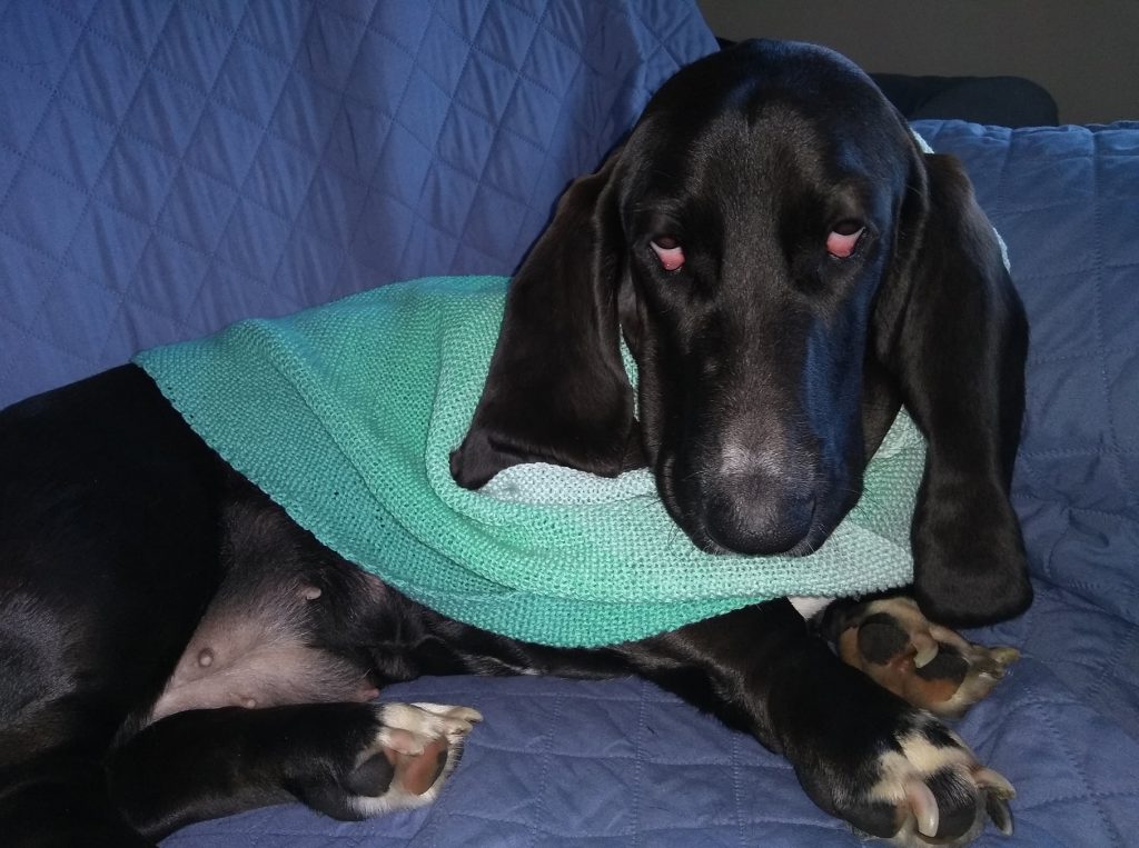 black basset hound in knitted babooshka, of various shades of light green; it is around her neck; her ears are down; she is glaring at the camera