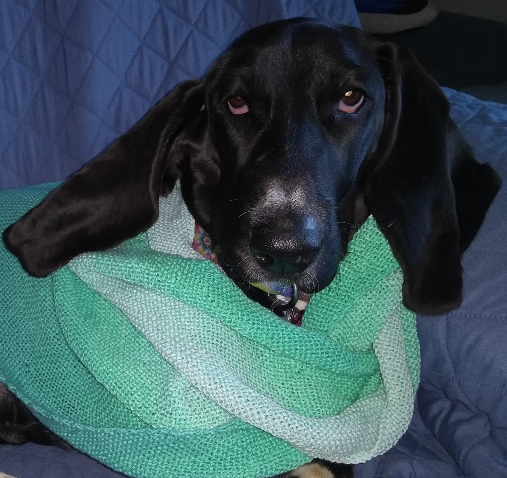 black basset hound in knitted babooshka, of various shades of light green; it is around her neck and she is looking directly into the camera with ears slightly up