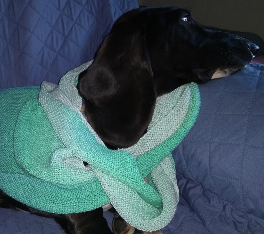 black basset hound in knitted babooshka, of various shades of light green; it is around her neck and she is looking off to the side
