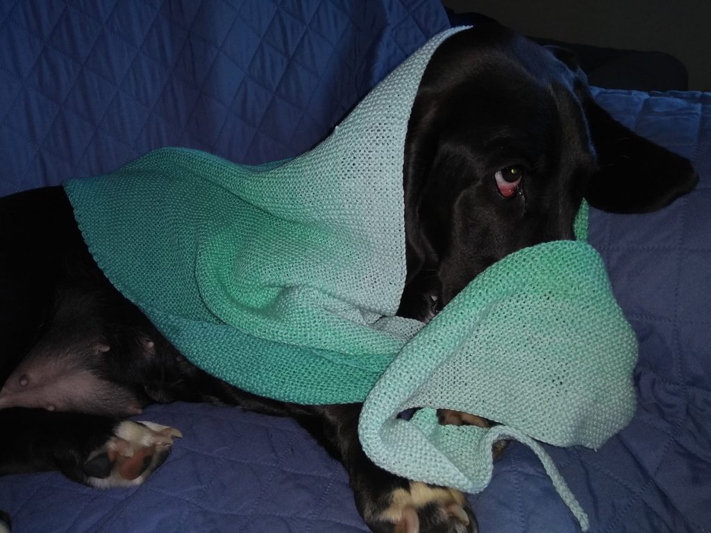 black basset hound in knitted babooshka, of various shades of light green; it is around her neck, slightly over the back top of her head, and she has buried her nose into it