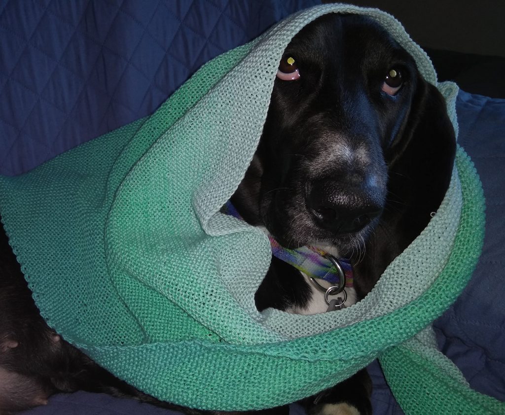black basset hound looking directly at the camera, in knitted babooshka, of various shades of light green; it is around her neck and over the top of her head (like a hood)