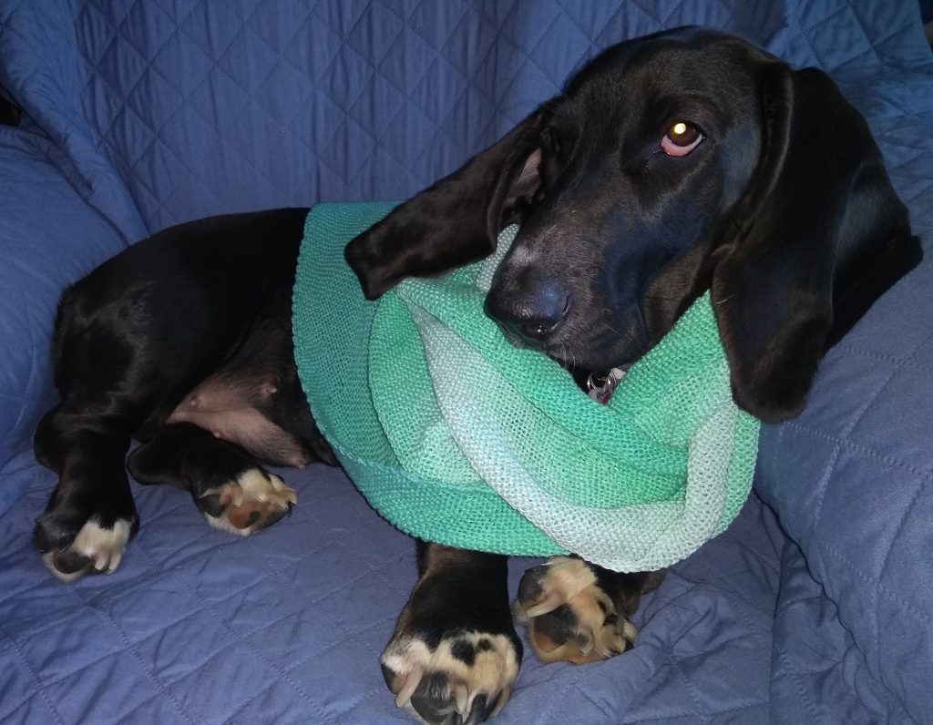black basset hound looking coyly at the camera, in knitted babooshka, of various shades of light green; it is around her neck