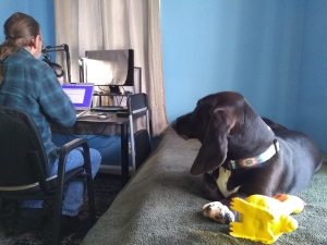 black basset hound on a bed with rubber chicken, watching a man with a long pony tail, working at a desk on a laptop computer, behind her