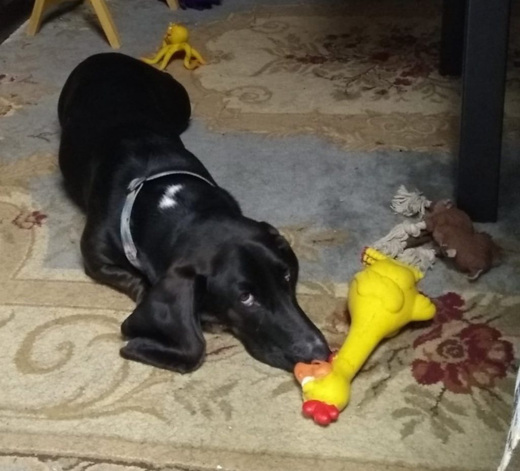 black basset hound laying down, nose touching rubber chicken toy, next to a rope toy and in front of a yellow octopus squeaky toy