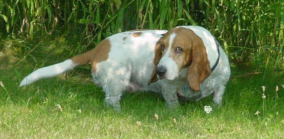 brown and white basset hound in grass, with tall grass behind her, looking suspiciously at camera
