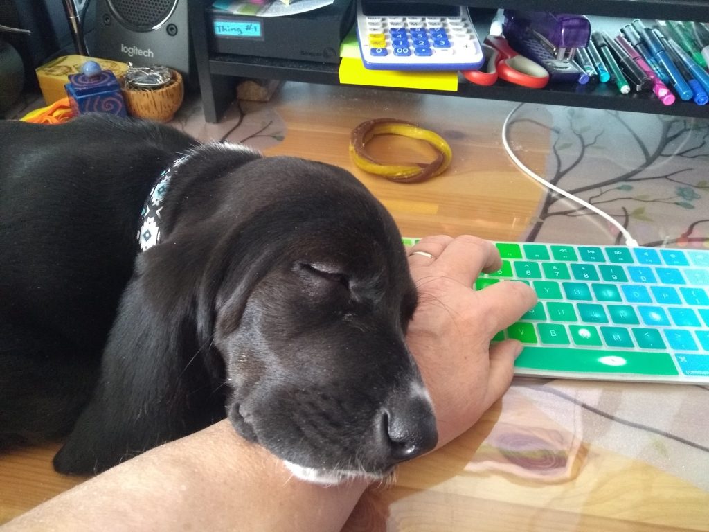 black basset hound puppy asleep, head resting on human wrist that is typing on a keyboard