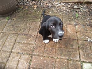 black basset hound puppy with white chest and white paws