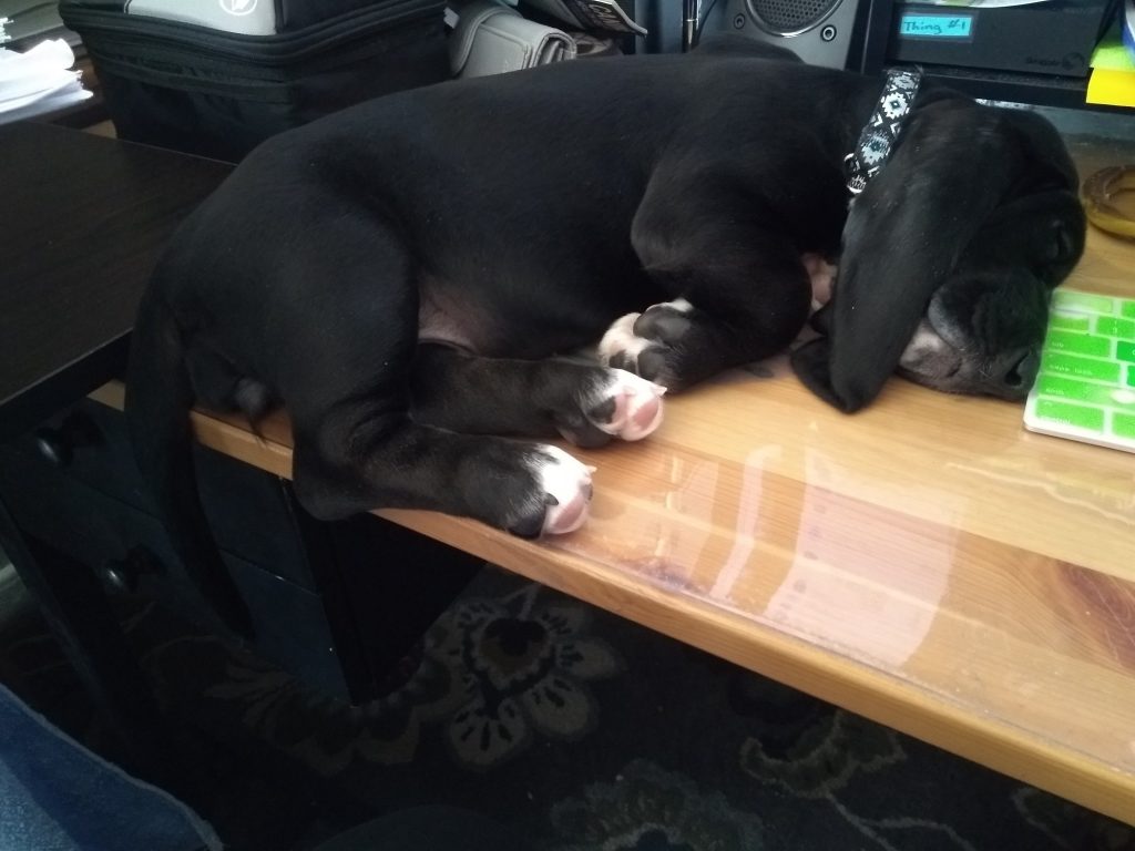 black basset hound puppy asleep on a desk