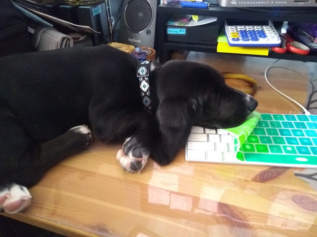 black basset hound puppy asleep on a desk, head on a keyboard