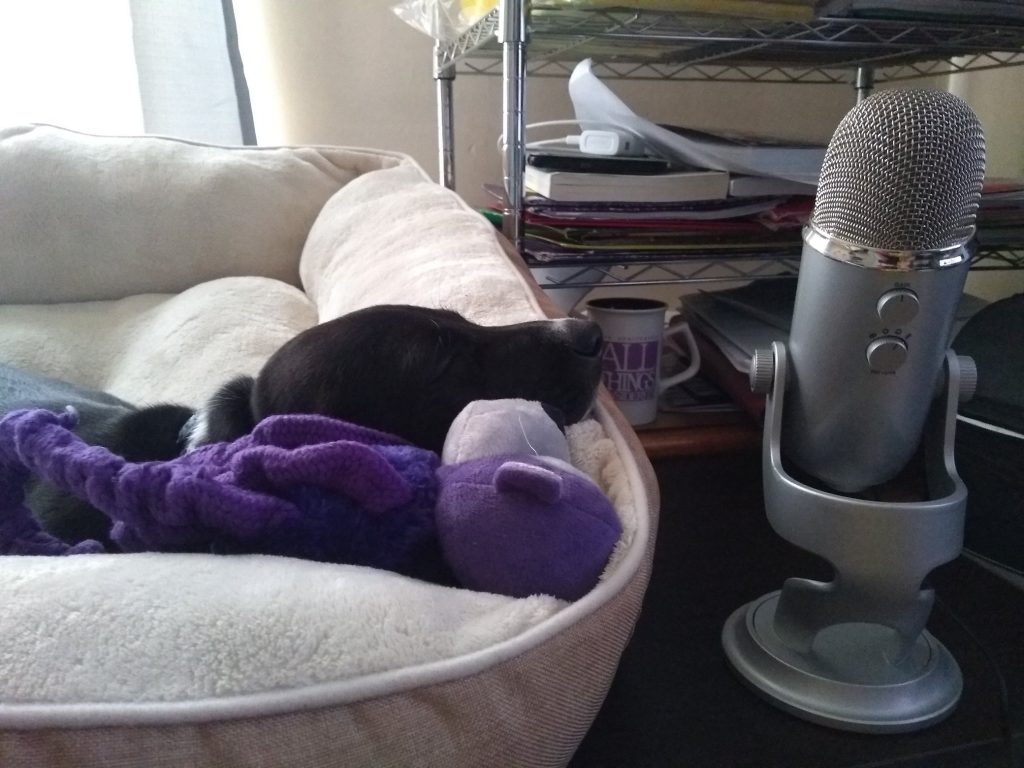 black basset hound puppy asleep in a doggie bed, on a desk, next to a Yeti microphone