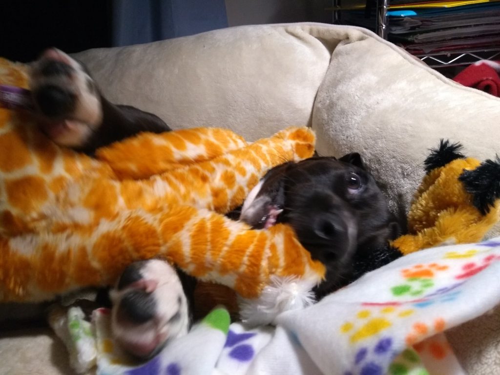 black basset hound puppy in her bed, chewing on toy giraffe