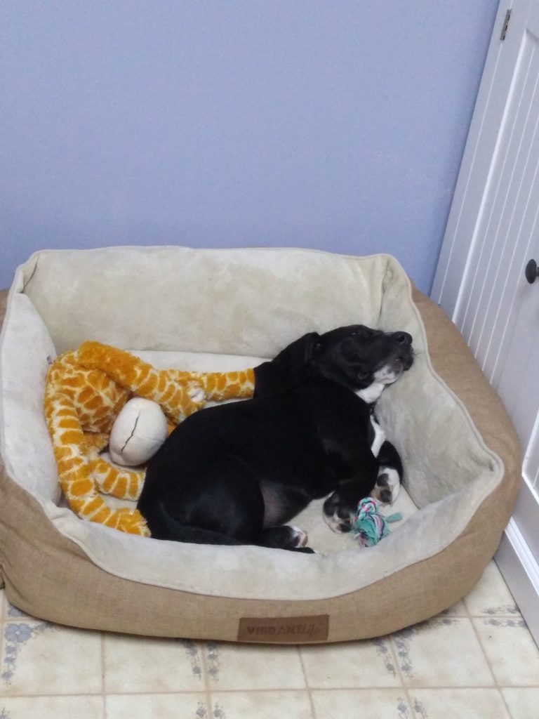 black basset hound puppy in her bed, sleeping with toy giraffe