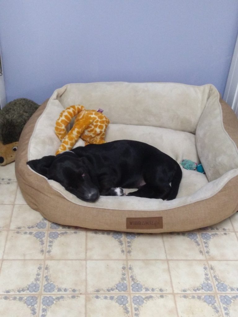 black basset hound puppy in her bed, sleeping with toy giraffe