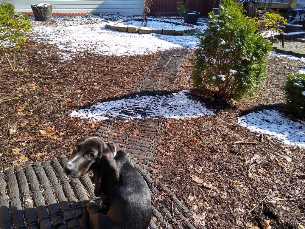 black basset hound puppy in yard with some snow