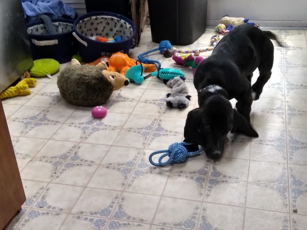 black basset hound puppy with lots of toys sprawled out on kitchen floor