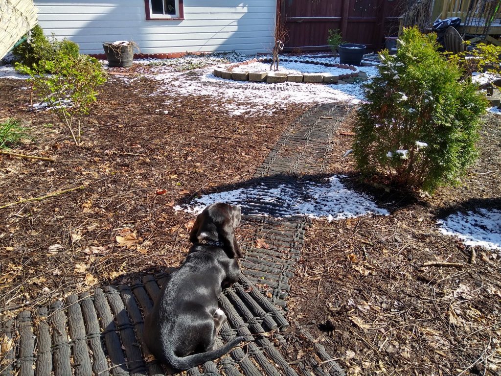 black basset hound puppy in yard with some snow