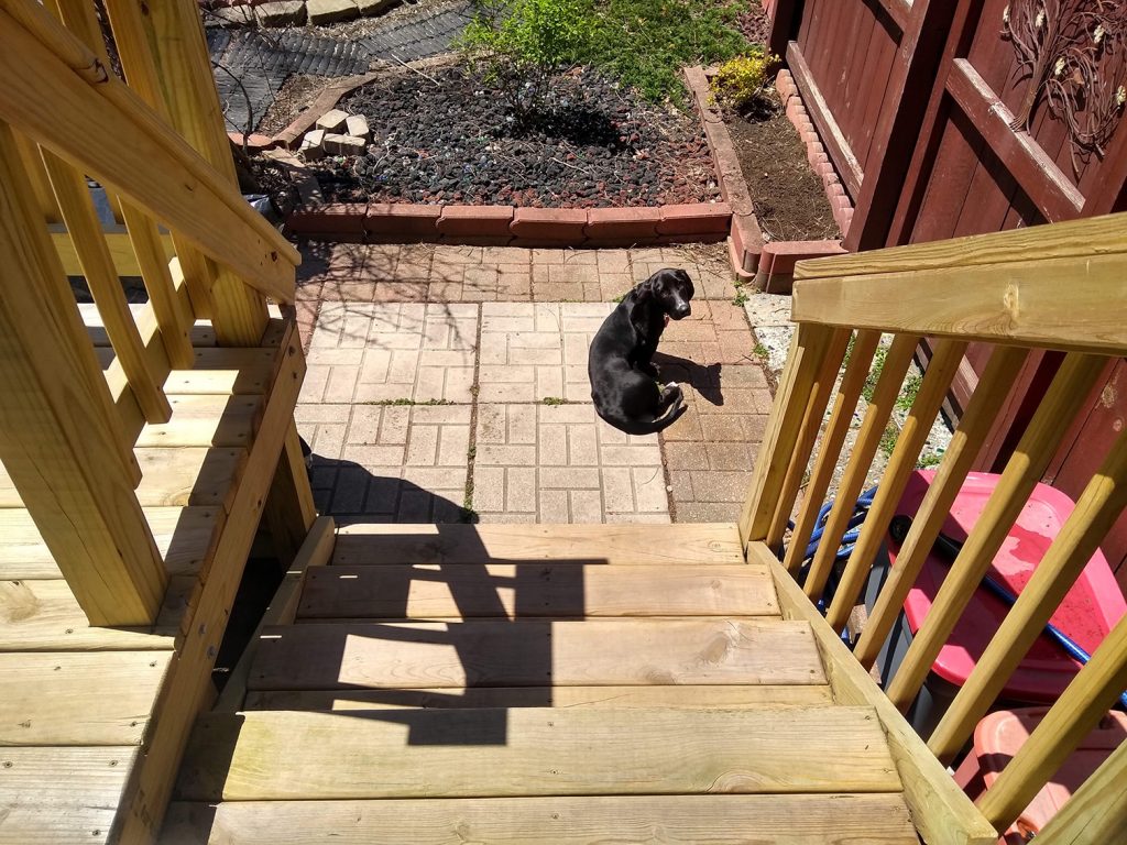 black basset hound puppy (4 months old) sitting on a patio at the bottom of deck steps from the house