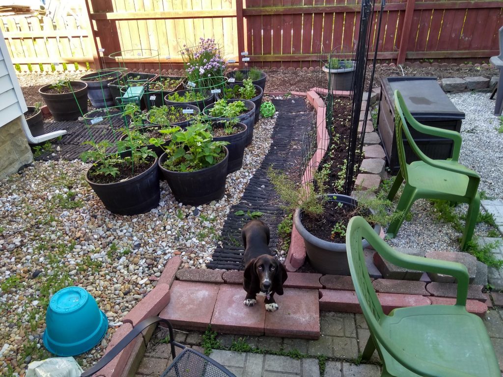 black basset hound puppy in garden