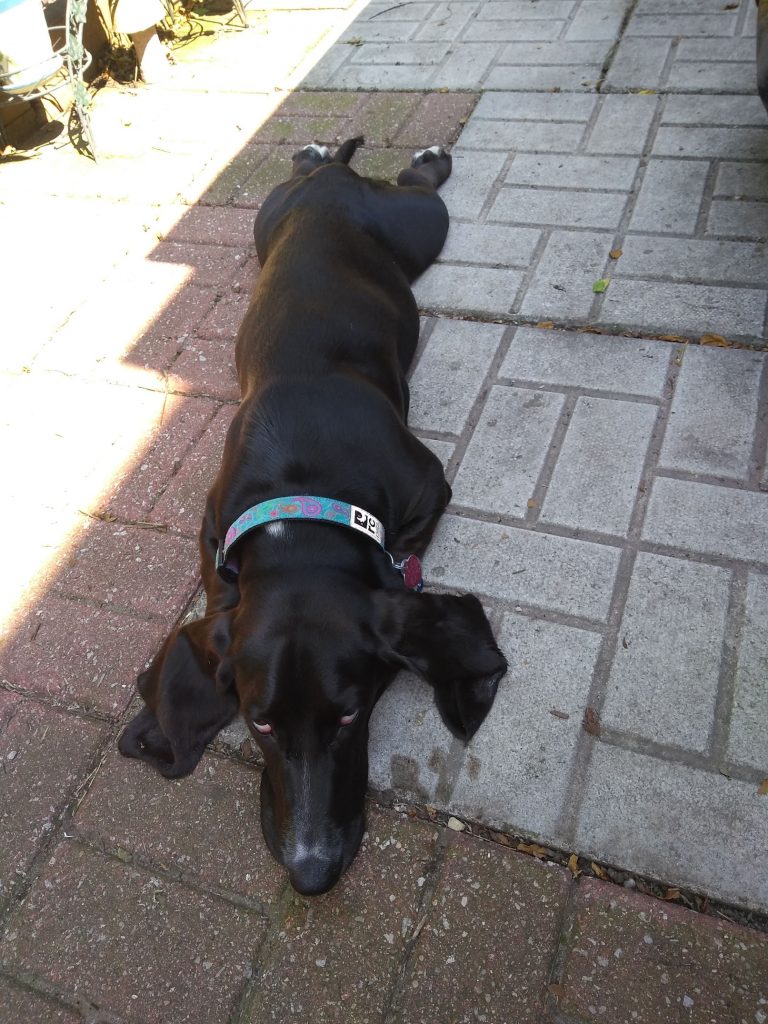 black basset hound laying completely flat on a patio