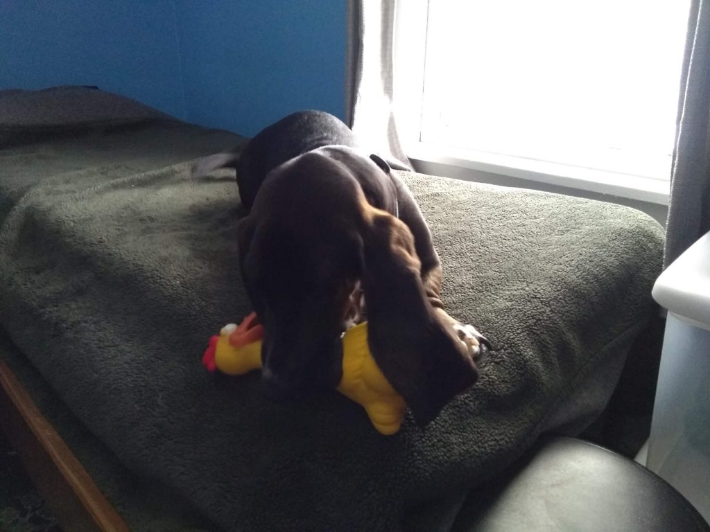 black basset hound on bed with rubber chicken in her mouth