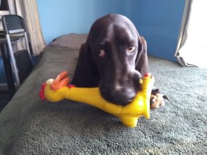 black basset hound on a bed with a rubber chicken in her mouth