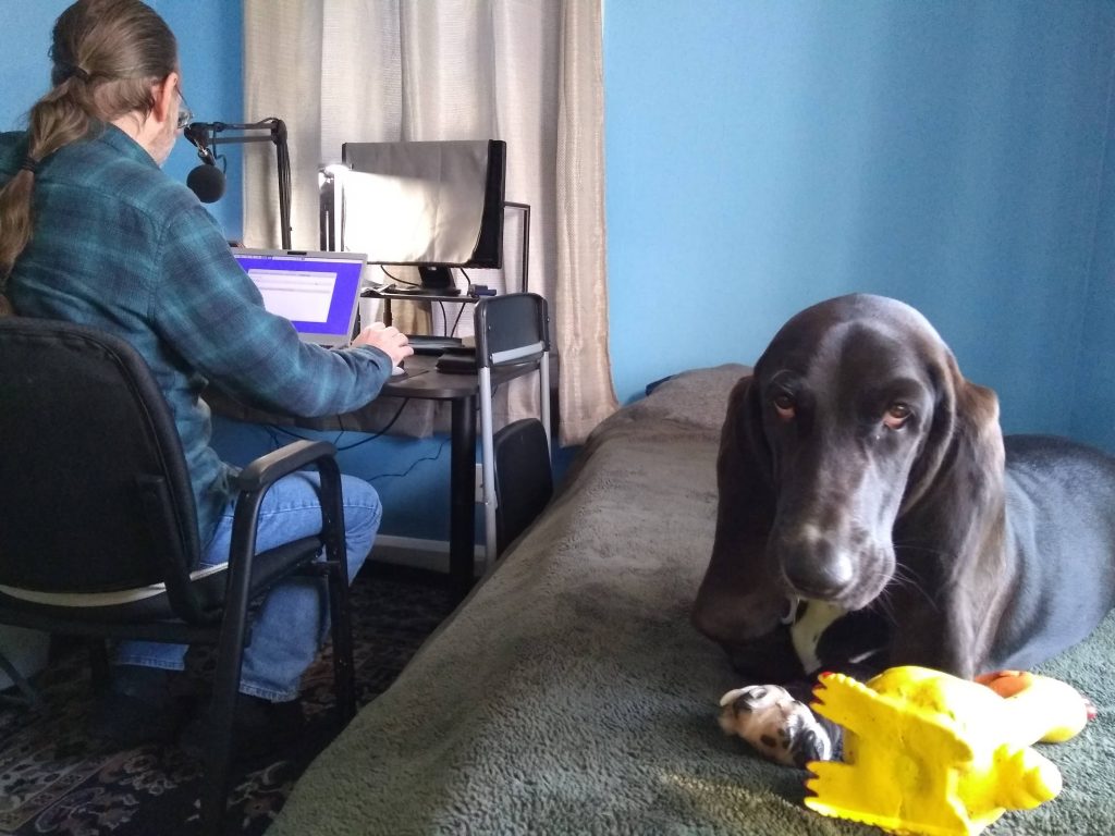 black basset hound on a bed with rubber chicken, looking at camera, with a man with a long pony tail, working at a desk on a laptop computer, behind her