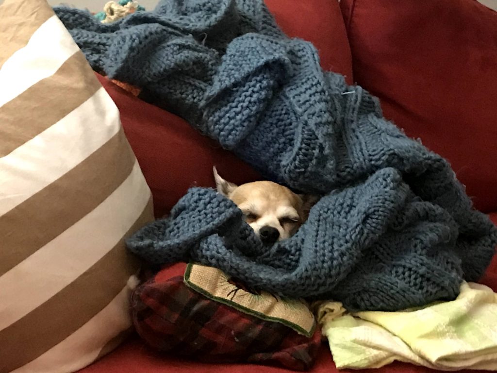 a little tan dog snuggled-in beneath pillows and a blanket