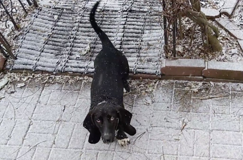 black basset hound looking up from a snowy patio