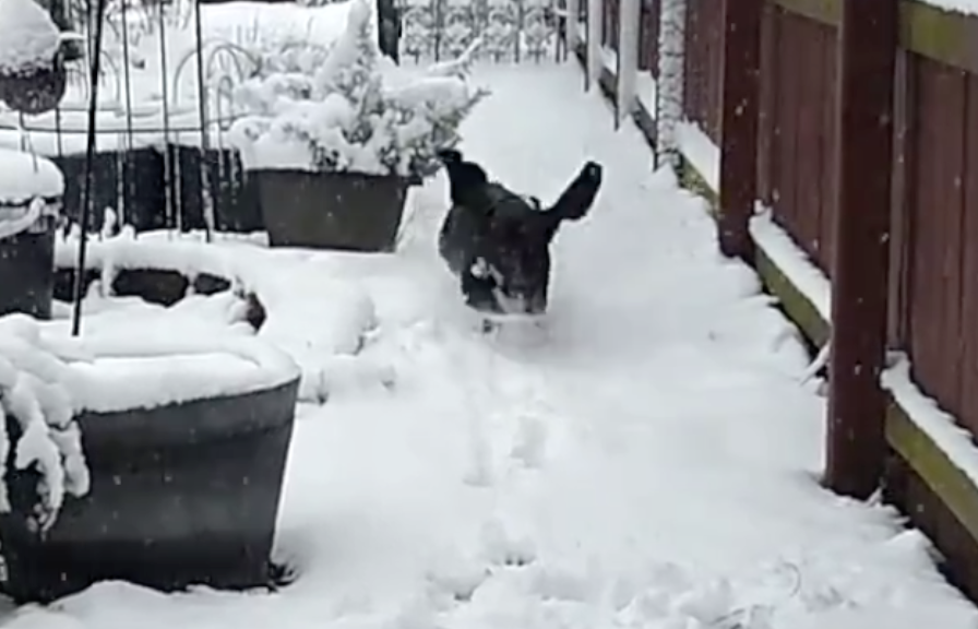 black basset hound running in snow, ears flapping upward into the air
