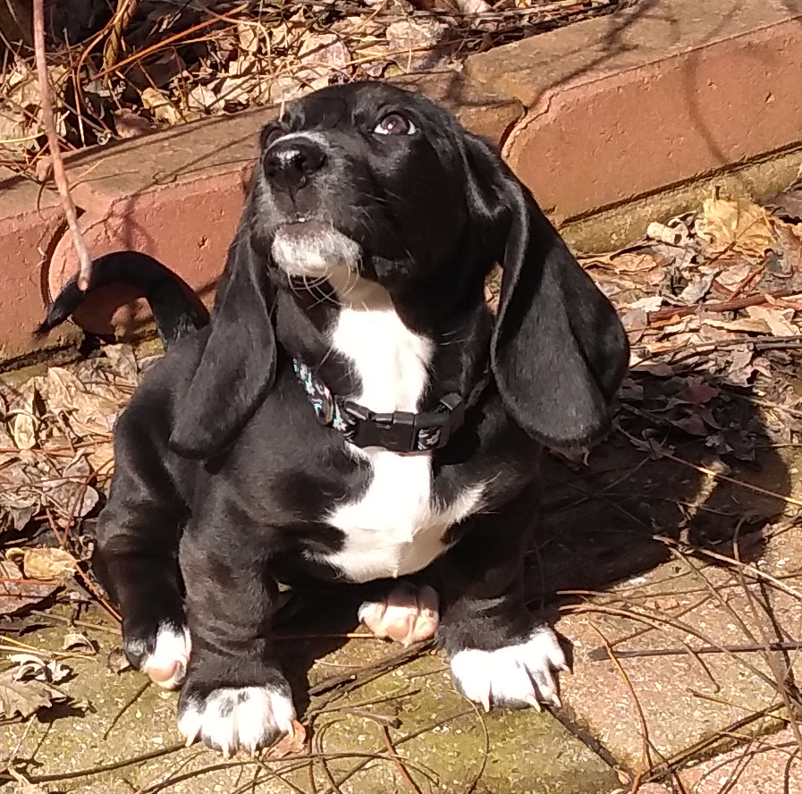 black basset hound puppy sitting on patio among dead leaves, white chest, white paws, nose in the air