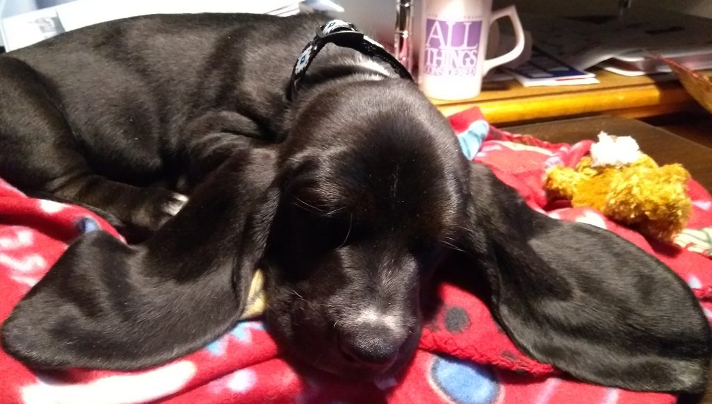 black basset hound puppy, fast asleep on red blanket, ears spread outward