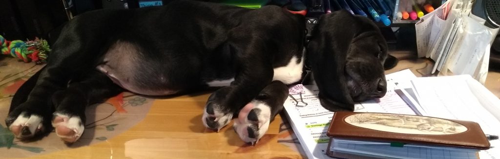 black basset hound puppy with white chest and white paws asleep on a desk, in front of a desktop computer and beside a checkbook
