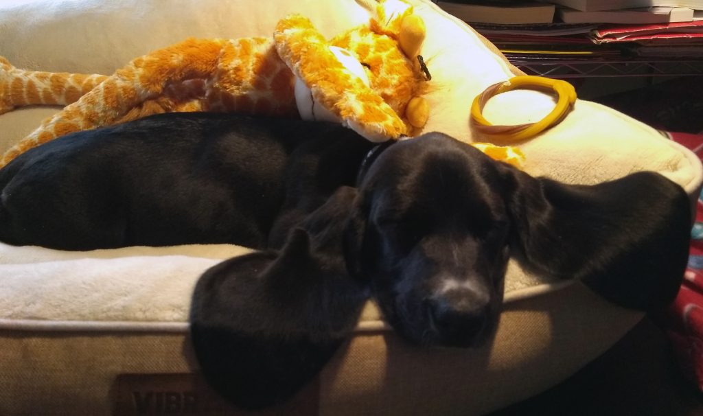 black basset hound puppy, asleep in bed, ears spread out, toy giraffe "petting" her