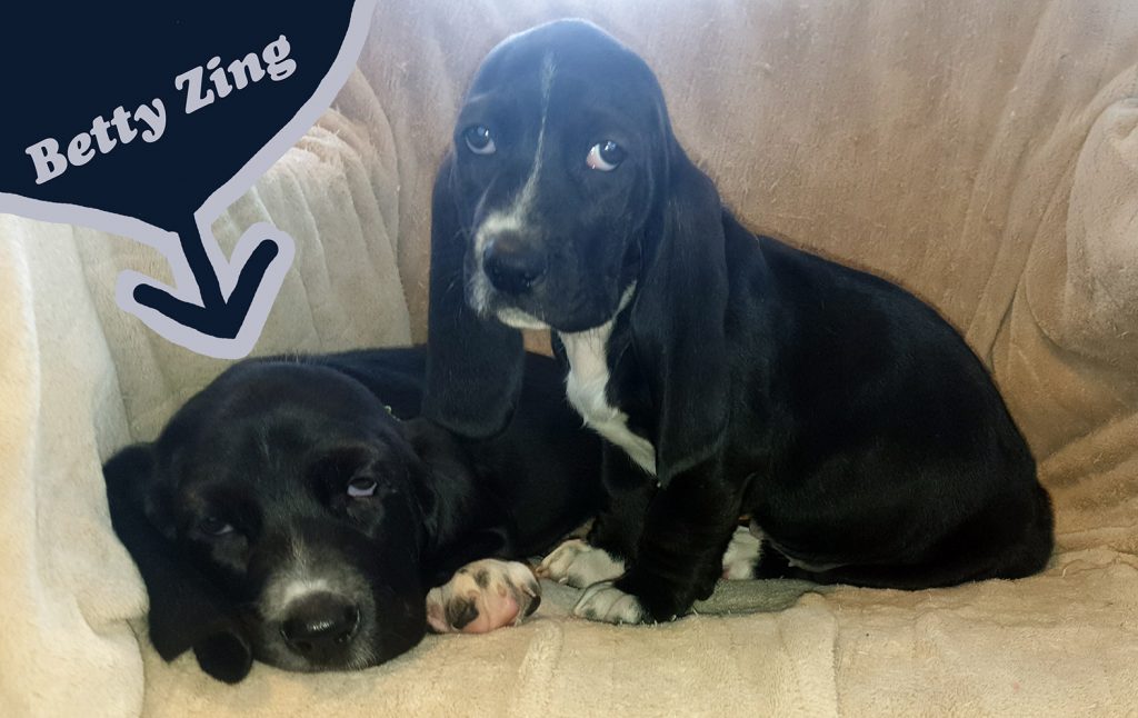 two black basset hound puppies, 8 weeks old, looking very sad