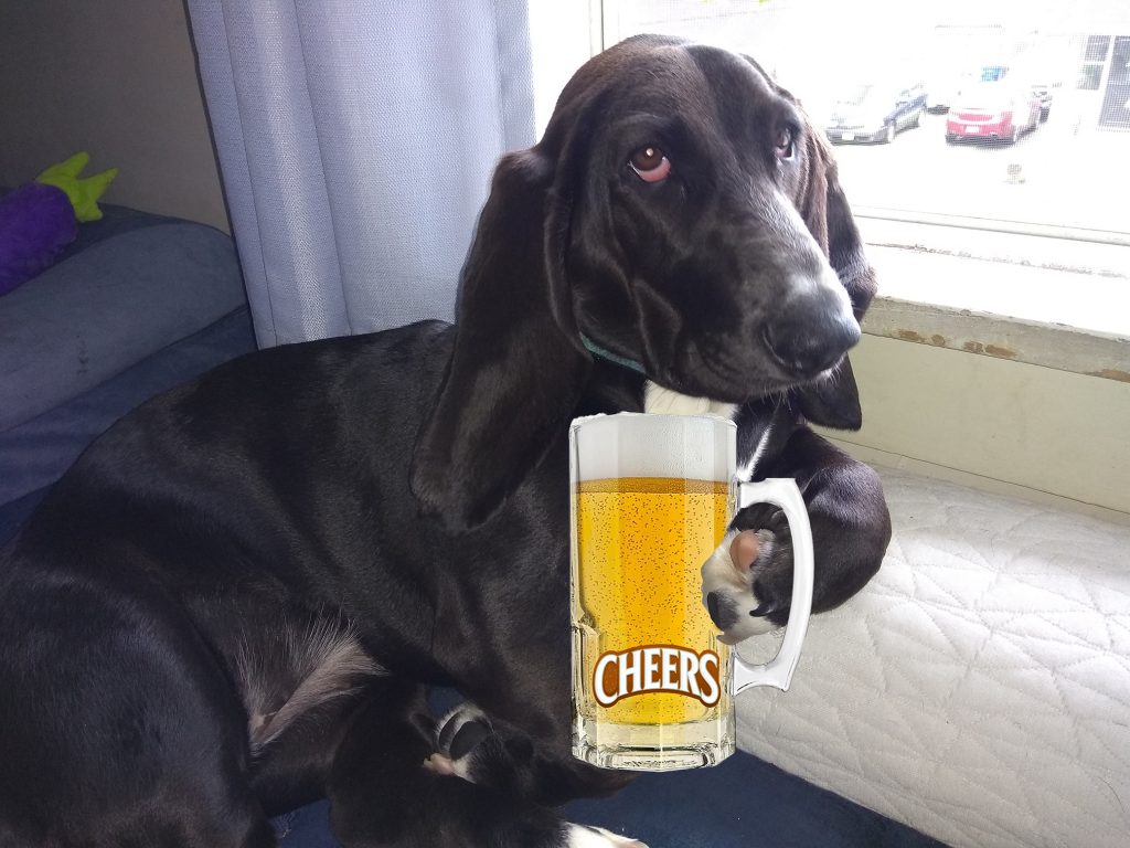 black basset hound appearing to be holding a glass mug of beer that has the "Cheers" logo (from the television show) on it.