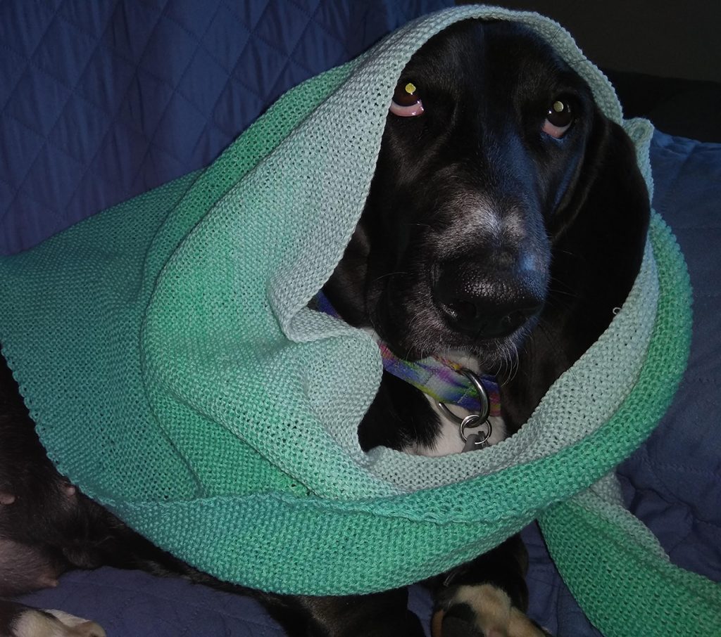 black basset hound wearing a pale green knitted babooshka around her head and neck
