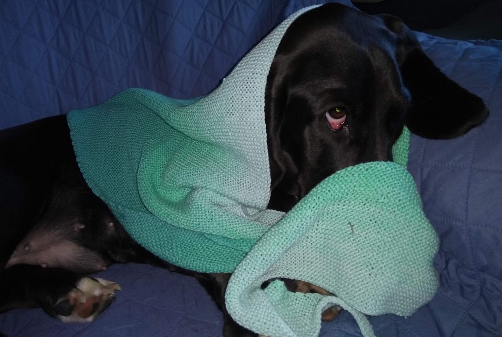 black basset hound wearing a pale green knitted babooshka, partially draped over her nose